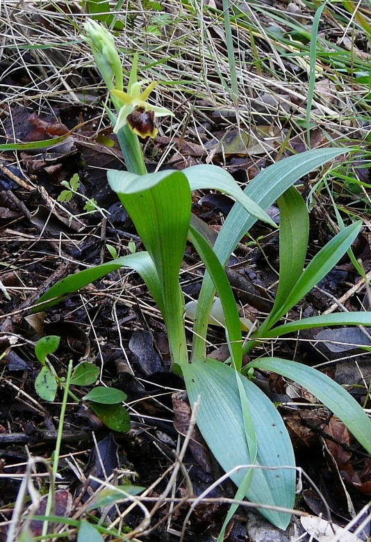 Ophrys aranifera precoce anche nel Lazio